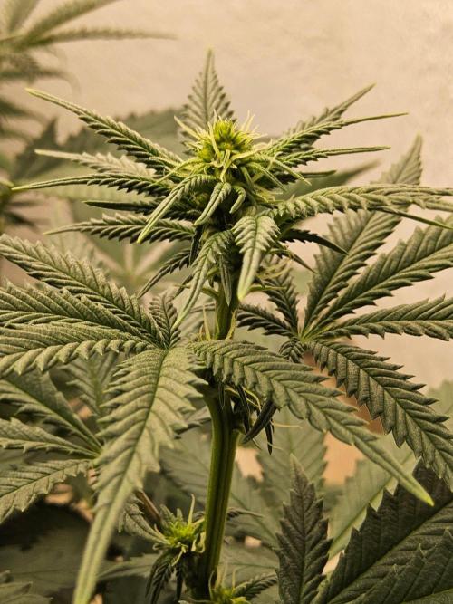 Regrow of Cheesus. Week 9