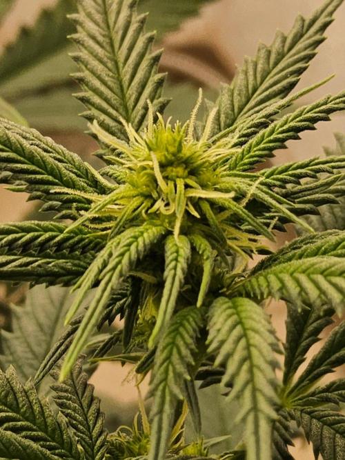 Regrow of Cheesus. Week 9