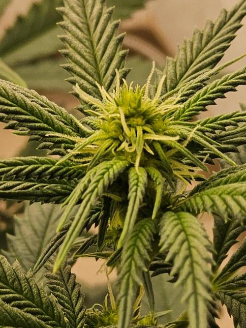 Regrow of Cheesus. Week 9