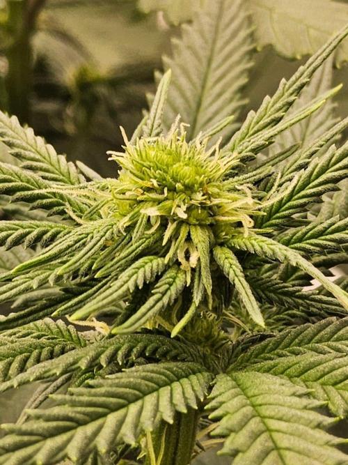 Regrow of Cheesus. Week 9
