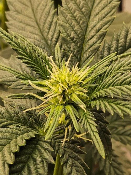 Regrow of Cheesus. Week 9