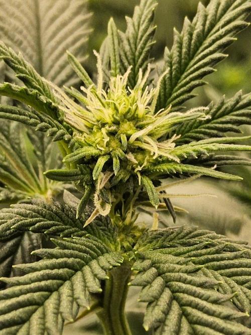Regrow of Cheesus. Week 9