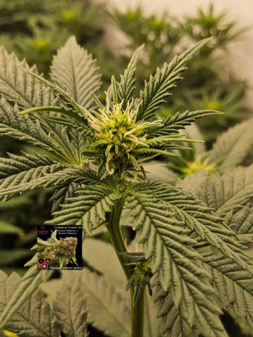 Regrow of Cheesus. Week 9