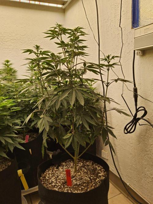 Regrow of Cheesus. Week 9