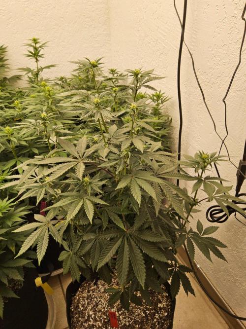 Regrow of Cheesus. Week 9