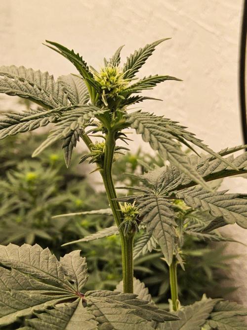 Regrow of Cheesus. Week 9