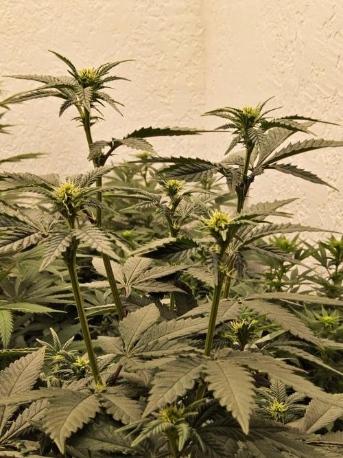 Regrow of Cheesus. Week 9