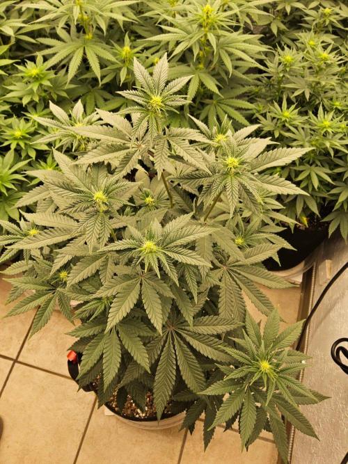 Regrow of Cheesus. Week 9