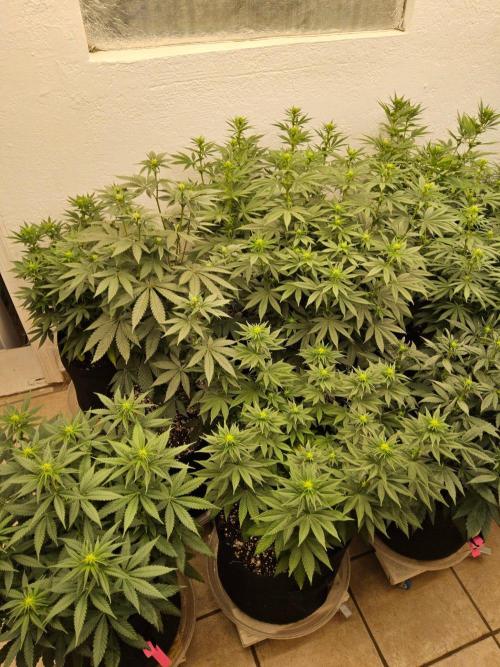 Regrow of Cheesus. Week 9