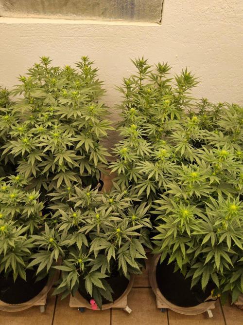 Regrow of Cheesus. Week 9