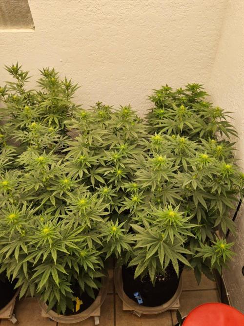 Regrow of Cheesus. Week 9
