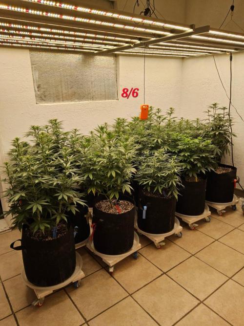 Cheesus Christ . Week 9
