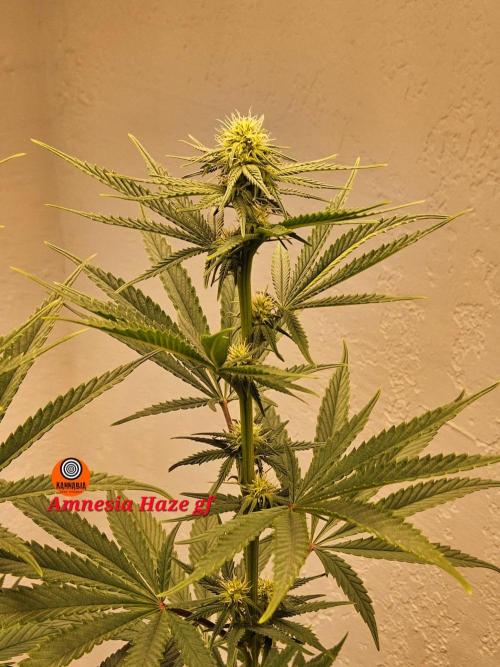 Amnesia go fast. Week 9