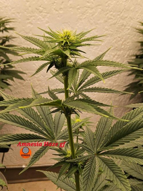 Amnesia go fast. Week 9