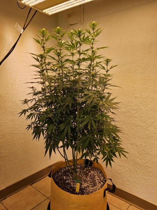 Amnesia go fast. Week 9