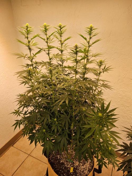 Amnesia go fast. Week 9