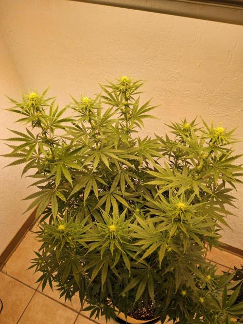 Amnesia go fast. Week 9