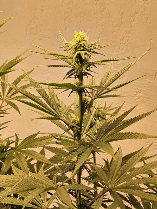 Amnesia go fast. Week 9