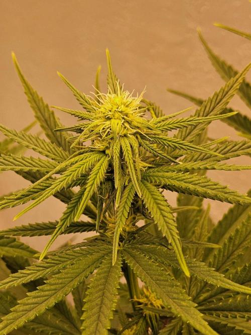 Amnesia go fast. Week 9