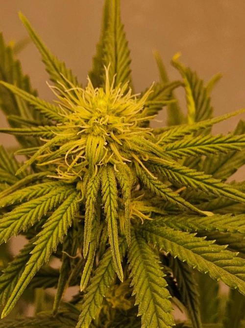 Amnesia go fast. Week 9