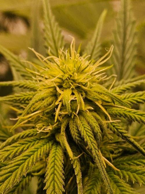 Amnesia go fast. Week 9