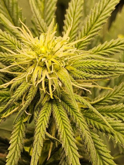Amnesia go fast. Week 9