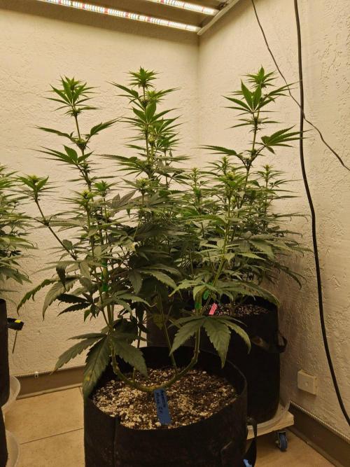 Amnesia go fast. Week 9