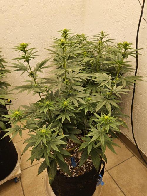 Amnesia go fast. Week 9