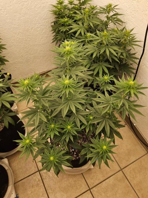 Amnesia go fast. Week 9