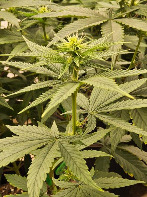 Amnesia go fast. Week 9
