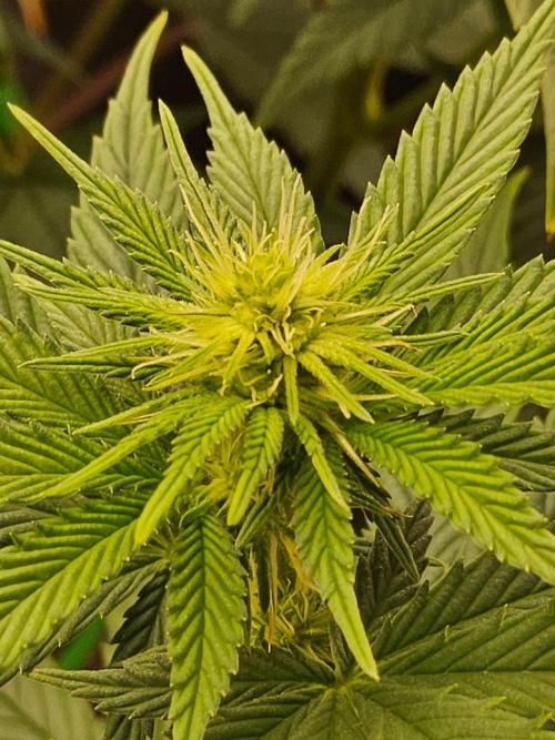 Amnesia go fast. Week 9