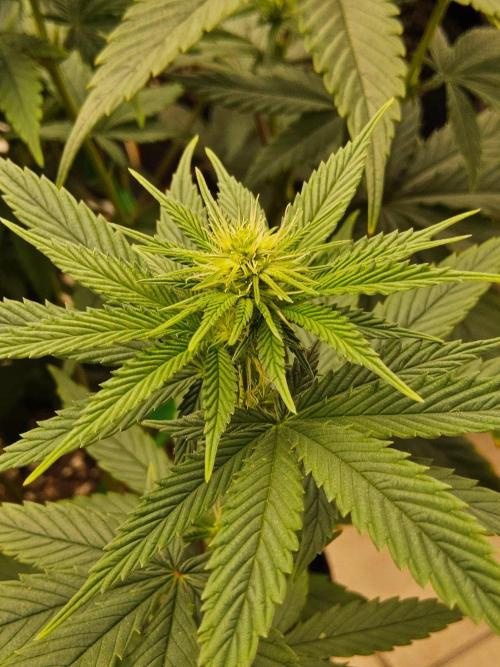 Amnesia go fast. Week 9