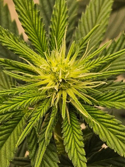 Amnesia go fast. Week 9