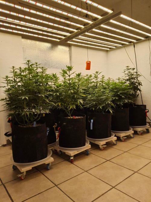 Amnesia go fast. Week 9