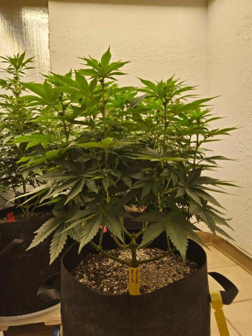 Mexican Sativa. Week 9