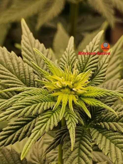 Mexican Sativa. Week 9