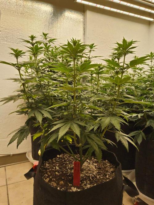 Mexican Sativa. Week 9