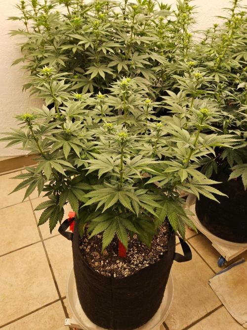 Mexican Sativa. Week 9