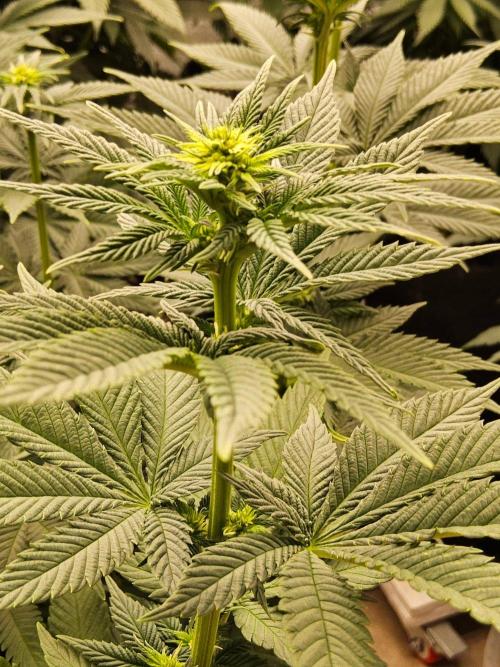 Mexican Sativa. Week 9