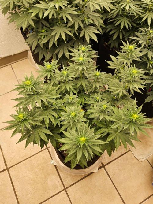 Mexican Sativa. Week 9