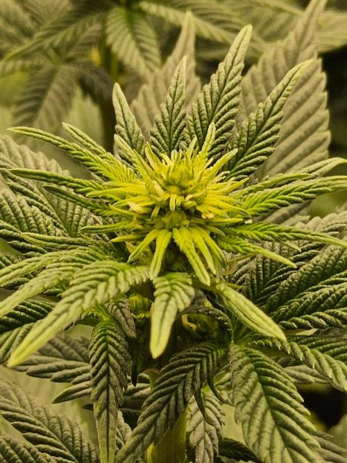 Mexican Sativa. Week 9