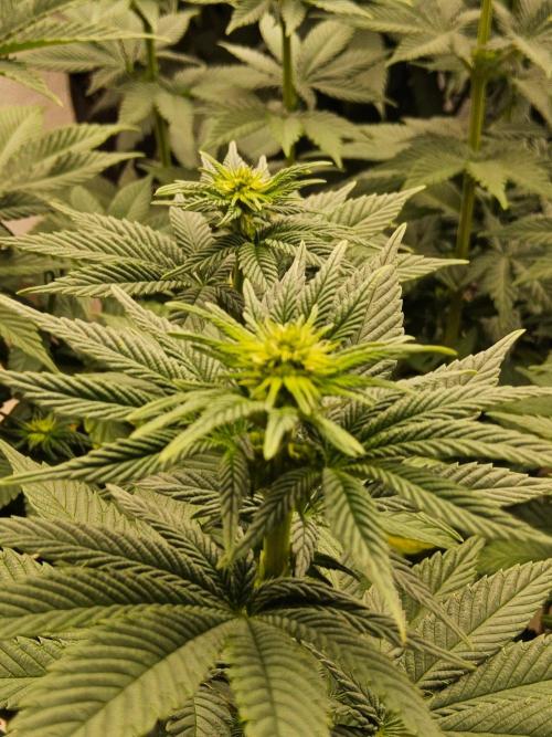 Mexican Sativa. Week 9