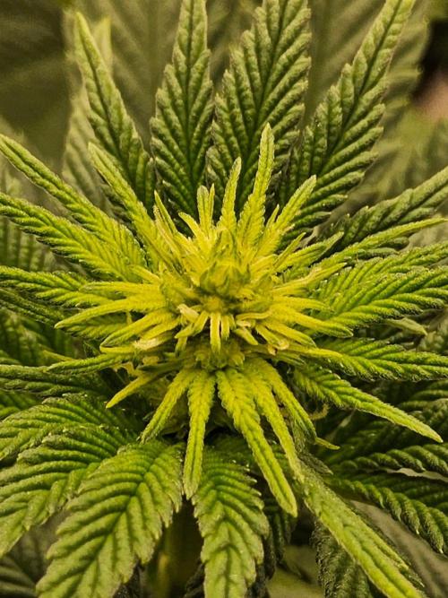 Mexican Sativa. Week 9