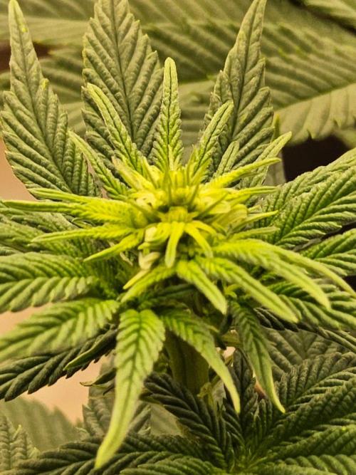 Mexican Sativa. Week 9