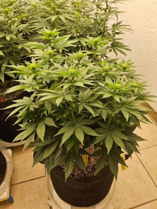 Mexican Sativa. Week 9