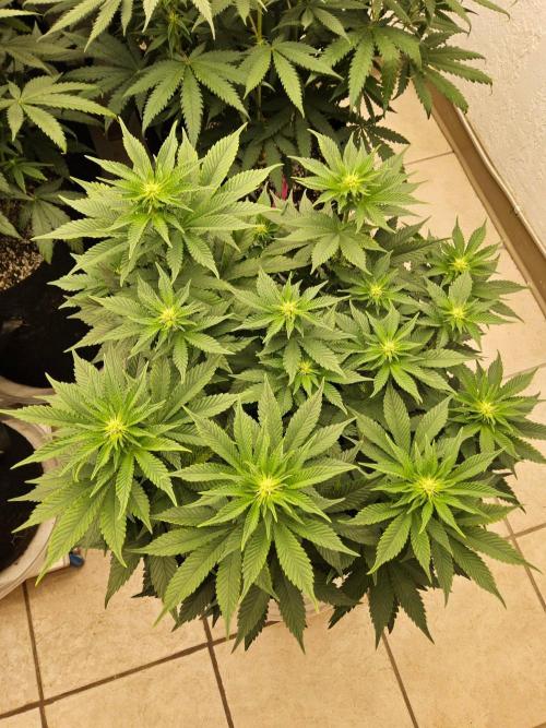 Mexican Sativa. Week 9