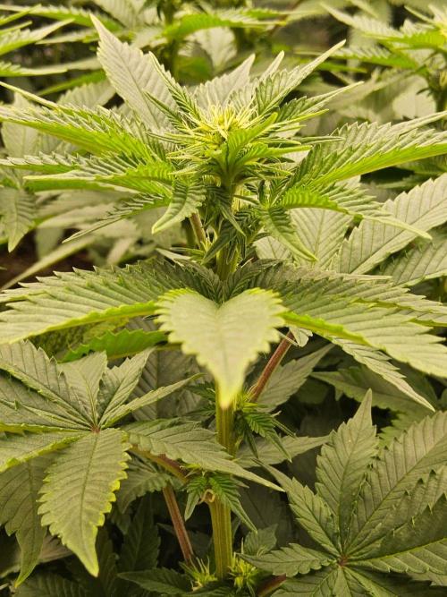 Mexican Sativa. Week 9