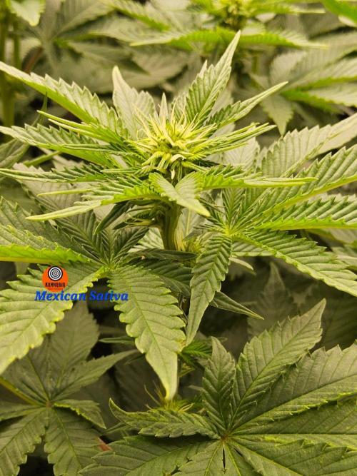 Mexican Sativa. Week 9
