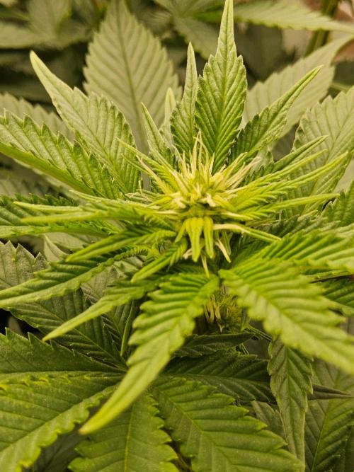 Mexican Sativa. Week 9