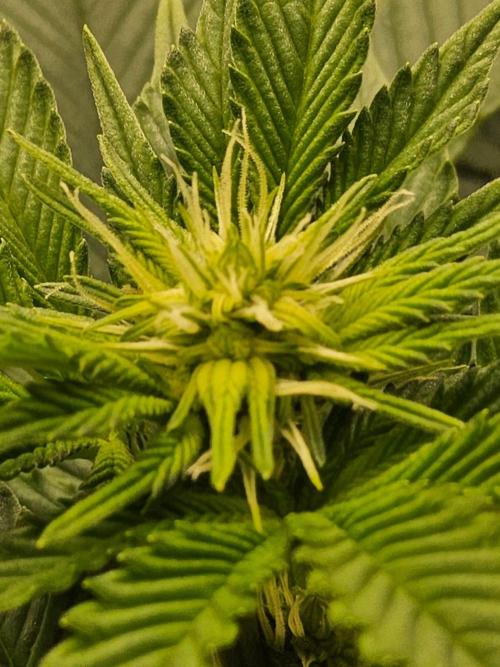 Mexican Sativa. Week 9